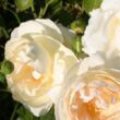 Rosa 'Marita' - fehér - parkrózsa