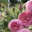 Rosa 'Mozart's Lady' - rózsaszín - parkrózsa