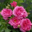 Rosa 'Mr. Darcy' - rózsaszín - virágágyi grandiflora - floribunda rózsa