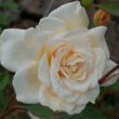 Rosa 'Organdie' - sárga - virágágyi floribunda rózsa