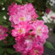 Rosa 'Petra's Perpetual' - rózsaszín - climber, futó rózsa