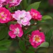 Rosa 'Petra's Perpetual' - rózsaszín - climber, futó rózsa