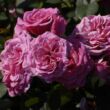 Rosa 'Rajah's Rose' - rózsaszín - nosztalgia rózsa