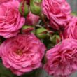 Rosa 'Rajah's Rose' - rózsaszín - nosztalgia rózsa