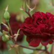 Rosa 'Scarman's Velvet China' - vörös - teahibrid rózsa