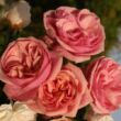Rosa 'Stefanie's Rose' - rózsaszín - virágágyi grandiflora - floribunda rózsa