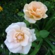 Rosa 'Folksinger' - rózsaszín - virágágyi grandiflora - floribunda rózsa