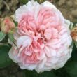 Rosa 'Alexandra - Princesse de Luxembourg ®' - rózsaszín - nosztalgia rózsa