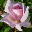 Kép 3/3 - Rosa 'Alexandra - Princesse de Luxembourg ®' - rózsaszín - nosztalgia rózsa