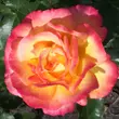 Kép 1/3 - Rosa 'Bonanza ®' - sárga - vörös - parkrózsa
