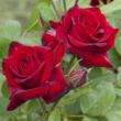 Rosa 'Niccolo Paganini ®' - vörös - virágágyi floribunda rózsa