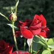 Kép 3/3 - Rosa 'Niccolo Paganini ®' - vörös - virágágyi floribunda rózsa