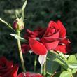 Kép 3/3 - Rosa 'Niccolo Paganini ®' - vörös - virágágyi floribunda rózsa
