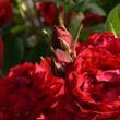 Rosa 'Capricia™' - piros - nosztalgia rózsa