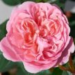 Rosa 'Joleen ™' - rózsaszín - nosztalgia rózsa