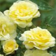 Rosa 'Summertime' - sárga - climber, futó rózsa