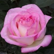 Kép 1/3 - Rosa 'Princesse de Monaco ®' - fehér - rózsaszín - teahibrid rózsa