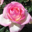 Kép 2/3 - Rosa 'Princesse de Monaco ®' - fehér - rózsaszín - teahibrid rózsa