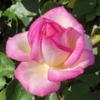 Kép 3/3 - Rosa 'Princesse de Monaco ®' - fehér - rózsaszín - teahibrid rózsa