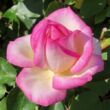 Rosa 'Princesse de Monaco ®' - fehér - rózsaszín - teahibrid rózsa