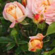 Rosa 'Concorde' - sárga - rózsaszín - teahibrid rózsa