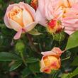 Kép 3/3 - Rosa 'Concorde' - sárga - rózsaszín - teahibrid rózsa