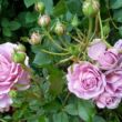 Rosa 'Mamiethalène' - rózsaszín - virágágyi floribunda rózsa