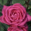 Kép 2/3 - Rosa 'Lolita Lempicka ® Gpt.' - rózsaszín - climber, futó rózsa
