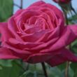 Rosa 'Lolita Lempicka ® Gpt.' - rózsaszín - climber, futó rózsa