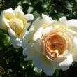 Rosa 'Anastasia' - fehér - teahibrid rózsa