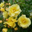 Rosa 'Celina' - sárga - talajtakaró rózsa