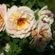 Rosa 'Frühlingsduft' - sárga - vadrózsa