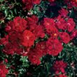 Rosa 'Red Ribbons' - vörös - talajtakaró rózsa