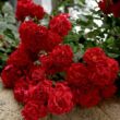 Rosa 'Red Ribbons' - vörös - talajtakaró rózsa