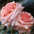 Rosa 'Dixieland Linda' - rózsaszín - climber, futó rózsa