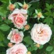 Rosa 'Dixieland Linda' - rózsaszín - climber, futó rózsa