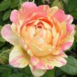 Rosa 'Rose des Cisterciens' - rózsaszín - sárga - virágágyi grandiflora - floribunda rózsa