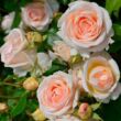 Rosa 'Rosenkavalier Kleiber' - rózsaszín - nosztalgia rózsa