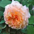 Kép 1/3 - Rosa 'Jef l'Artiste' - sárga - nosztalgia rózsa
