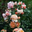Rosa 'Jef l'Artiste' - sárga - nosztalgia rózsa