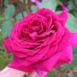 Rosa 'Domaine Dittière' - vörös - teahibrid rózsa