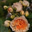 Rosa 'Froufroutante Jackie' - narancssárga - nosztalgia rózsa