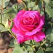 Rosa 'Nuit d'Orient' - lila - teahibrid rózsa