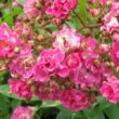 Rosa 'Excellenz von Schubert' - rózsaszín - parkrózsa