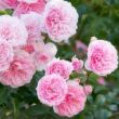 Rosa 'Belle Coquette' - rózsaszín - virágágyi floribunda rózsa
