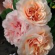Rosa 'Kizuna' - rózsaszín - nosztalgia rózsa