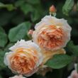 Rosa 'Kizuna' - rózsaszín - nosztalgia rózsa
