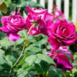 Rosa 'Big Purple' - rózsaszín - teahibrid rózsa