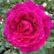 Rosa 'Big Purple' - rózsaszín - teahibrid rózsa