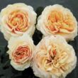 Rosa 'Dany Hahn' - sárga - nosztalgia rózsa